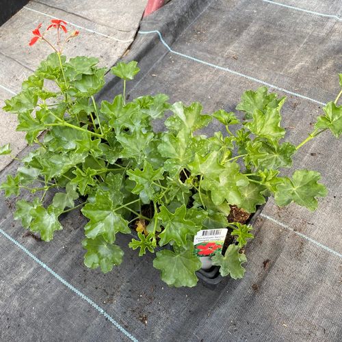 Photo de: Géranium Lierre à Fleurs Simples Rouge